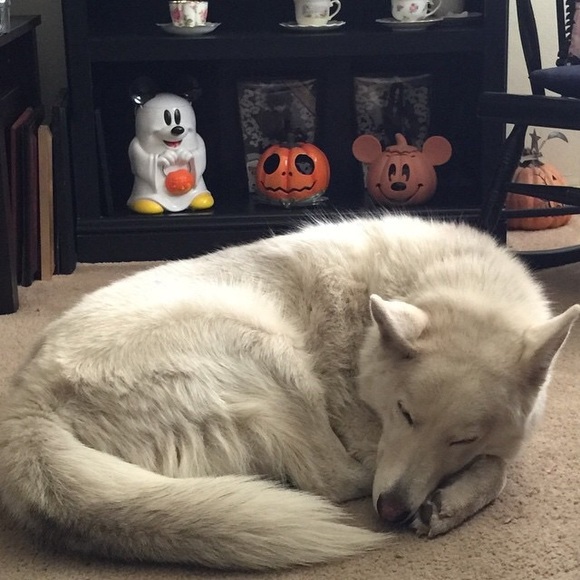 Meet your Posher, Alejandro - Picture 1 of 1